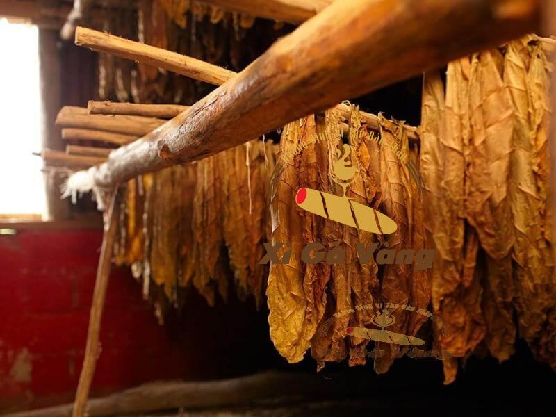 LÁ xì gà tươi được ủ kỹ trước khi mang đi cuốn